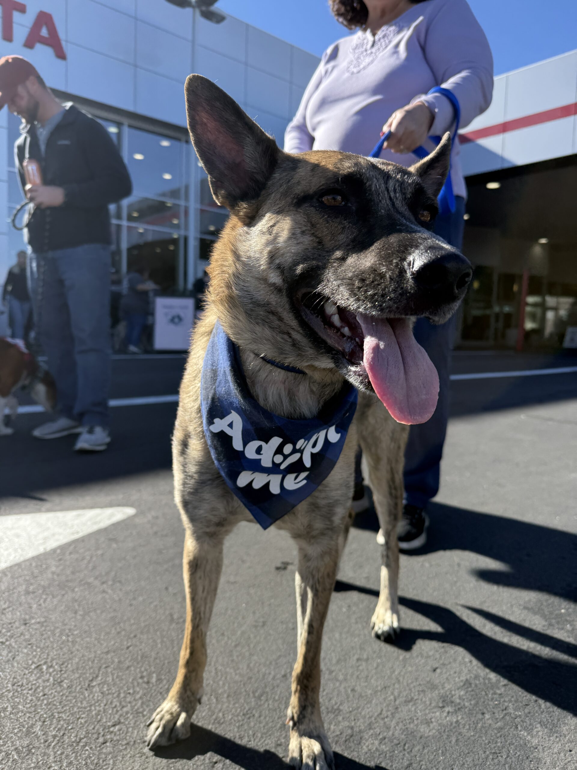 Dog wearing an 'Adopt Me' Bandana sticking his tongue out